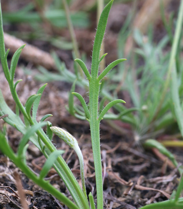 Buck's Horn Plantain Minutina